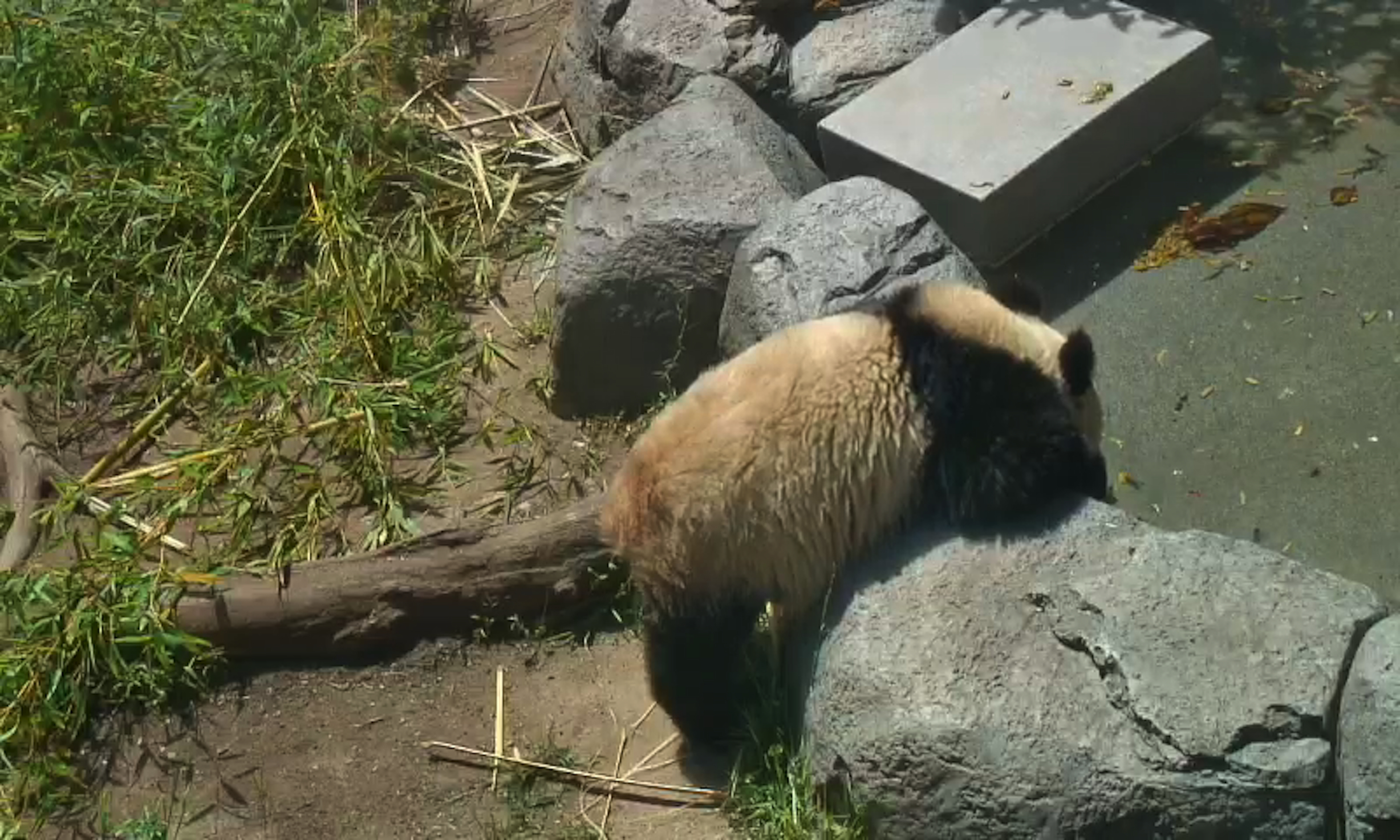 Panda Monday March 31, 2014 1:53PM 