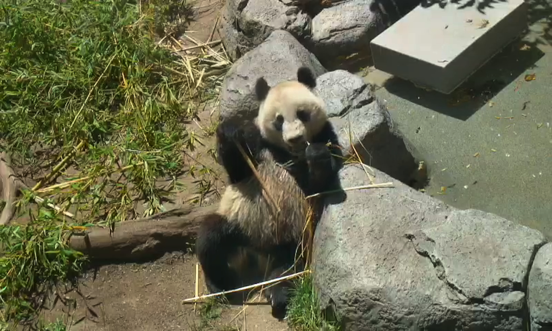 Panda Monday March 31, 2014 1:53PM 