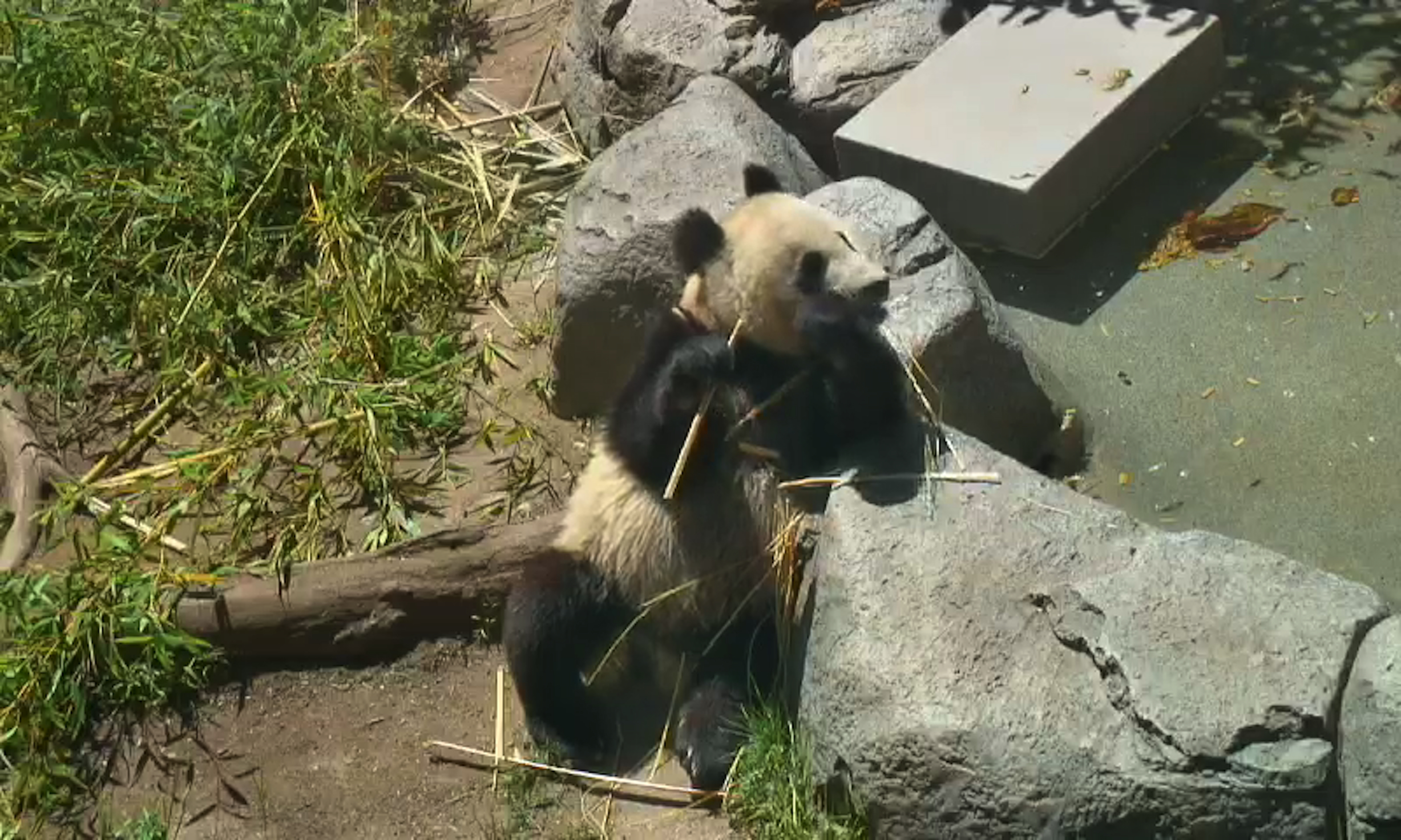 Panda Monday March 31, 2014 1:53PM 