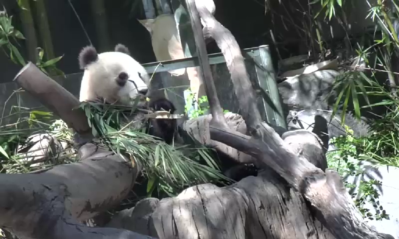 Panda Monday October 13, 2014  1:09 PM 