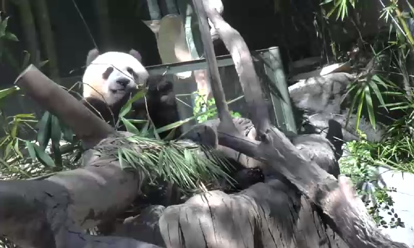 Panda Monday October 13, 2014  1:14 PM 