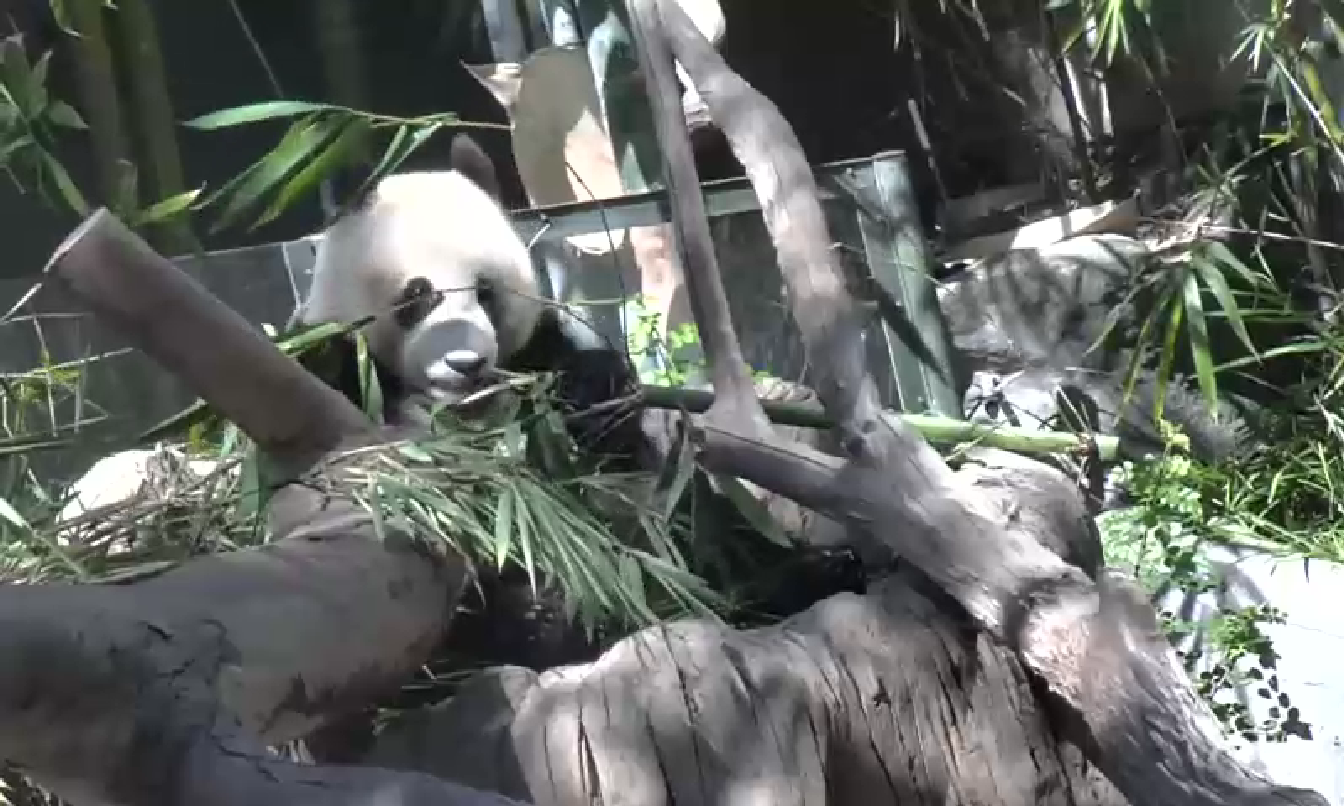 Panda Monday October 13, 2014  1:09 PM 