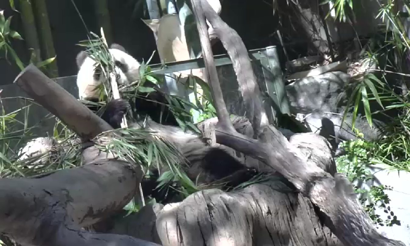 Panda Monday October 13, 2014  1:08 PM 