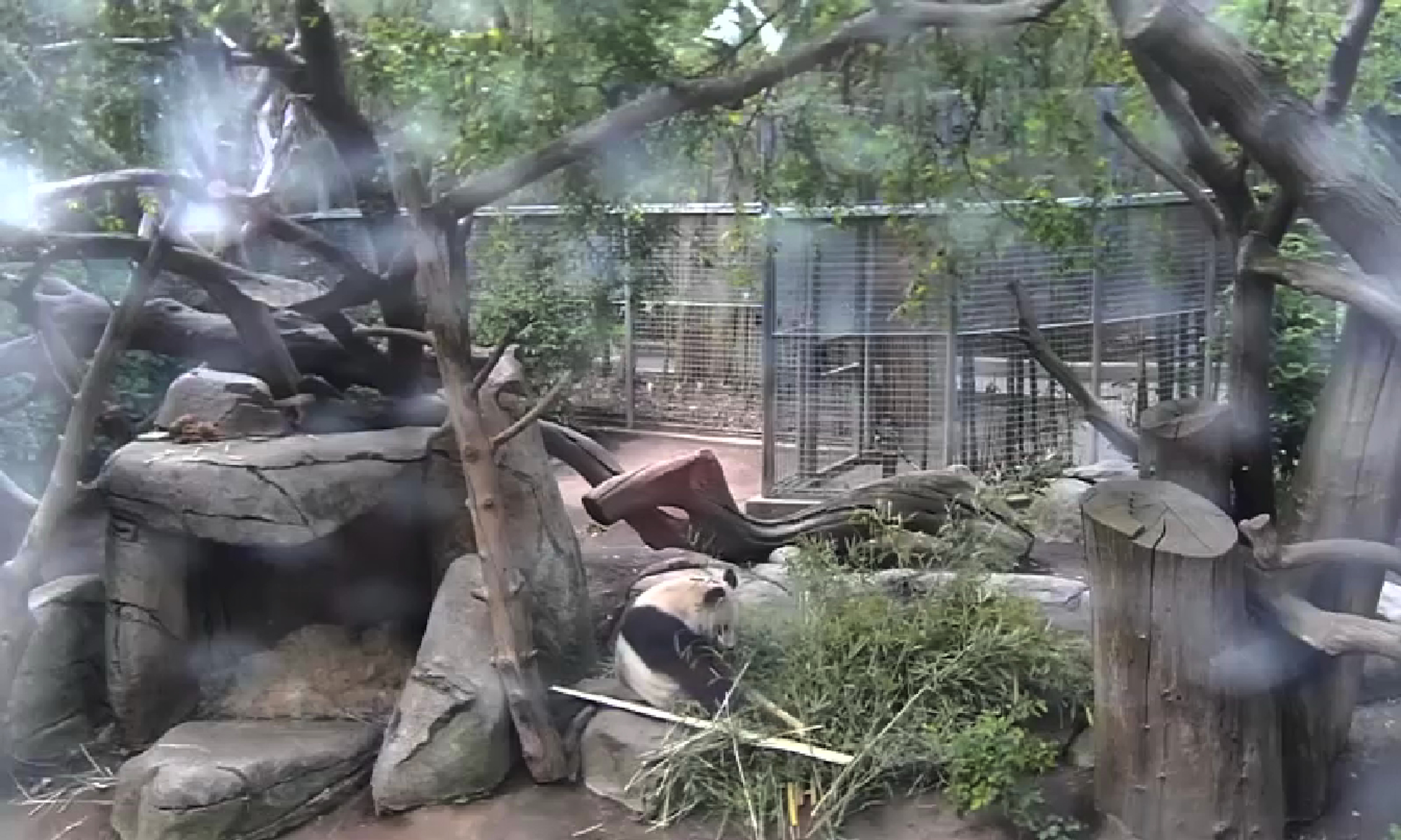 Panda Monday March 31, 2014 4:52PM 