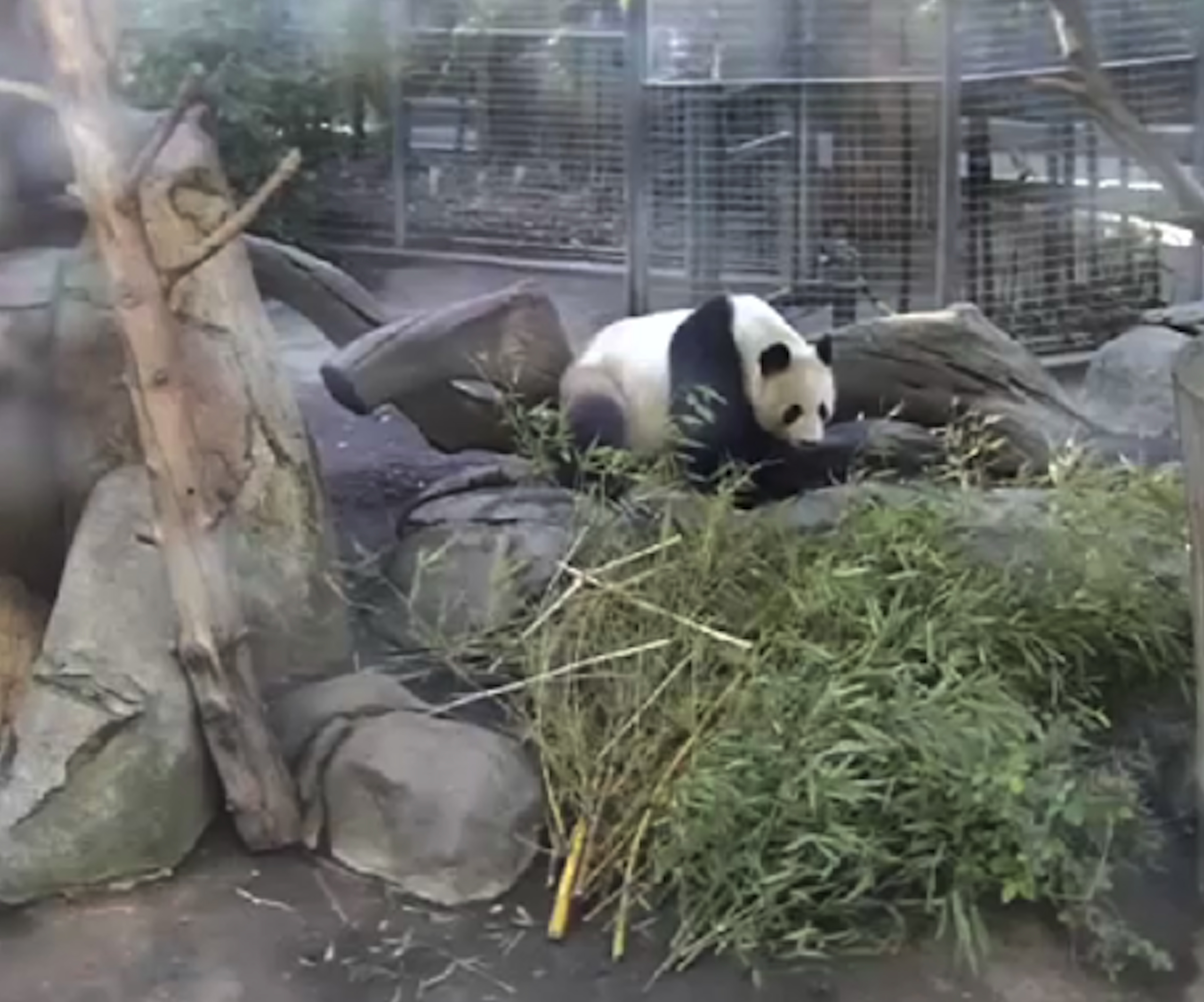 Panda Sunday March 30, 2014 4:39PM 